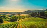 Landschaft mit Weinbergen und vielen Weinreben in der Sonne