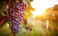 Weinreben im Weingarten bei Sonnenuntergang
