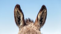 Las orejas de un burro