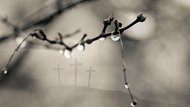 Una rama con gotas de rocío; tres cruces detrás.