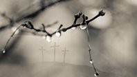Una rama con gotas de rocío; tres cruces detrás.