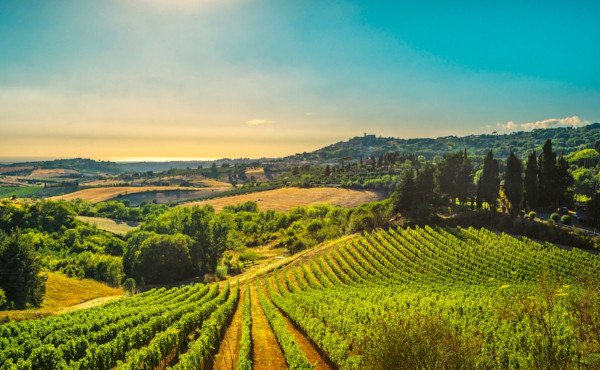 Landschaft mit Weinbergen und vielen Weinreben in der Sonne