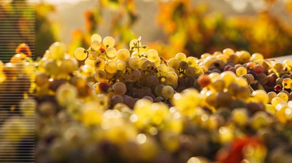 Libro electrónico «¡Vale la pena!». La fidelidad, una fuerza que conquista el tiempo